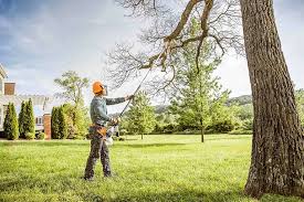 Best Tree Disease Treatment  in Danbury, TX