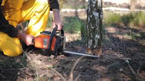 Reliable Danbury, TX Tree Services Solutions