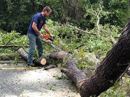 Best Fruit Tree Pruning  in Danbury, TX