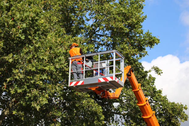 Best Commercial Tree Services  in Danbury, TX