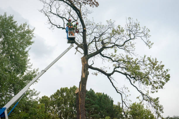 How Our Tree Care Process Works  in Danbury, TX